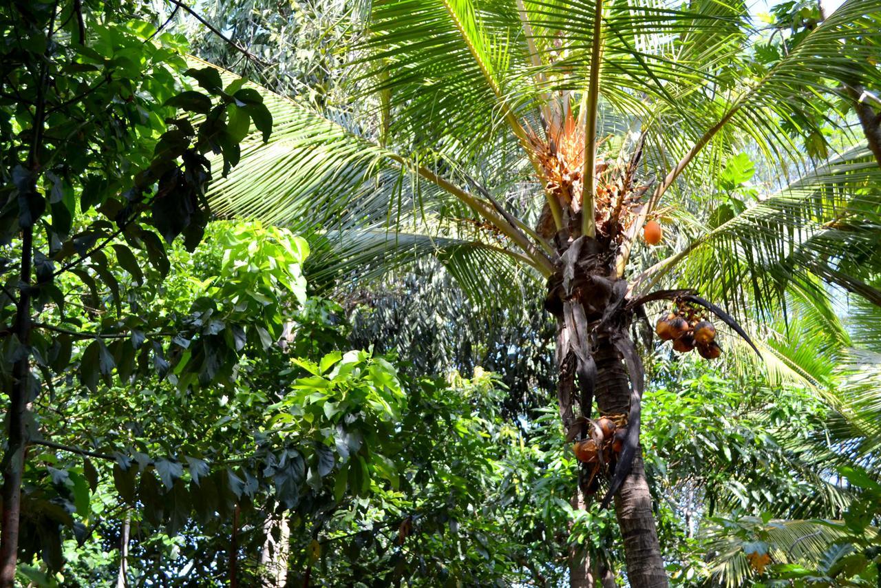 Sigiriya Freedom Lodge Dambulla Buitenkant foto
