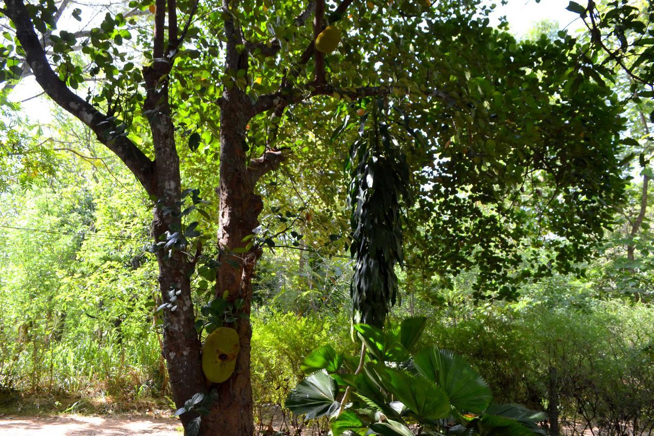Sigiriya Freedom Lodge Dambulla Buitenkant foto